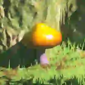 Endura Shroom