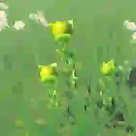 Hyrule Herb