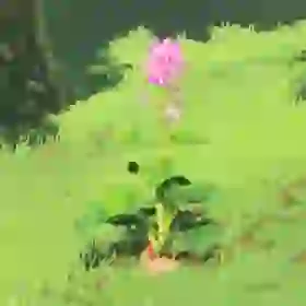 Hearty Radish