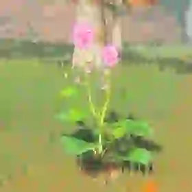 Big Hearty Radish