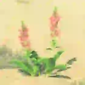 Warm Safflina