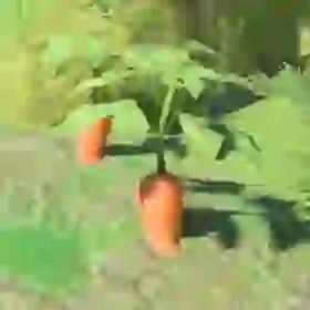 Swift Carrot