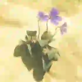 Swift Violet