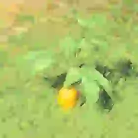 Endura Carrot