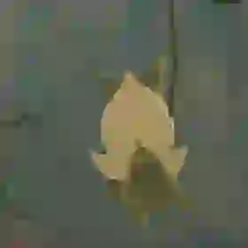 Korok