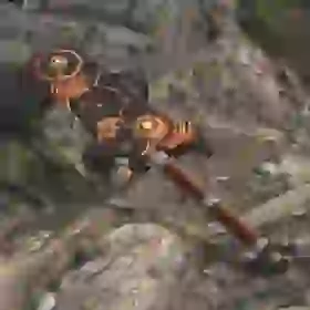 Ancient Bladesaw
