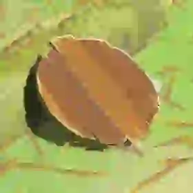 Pot Lid
