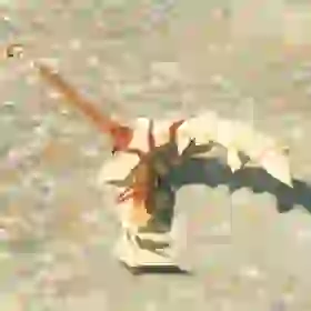 Dragonbone Boko Spear