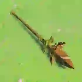 Forest Dweller's Spear