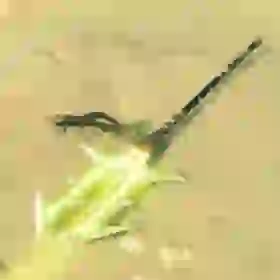 Thunderspear