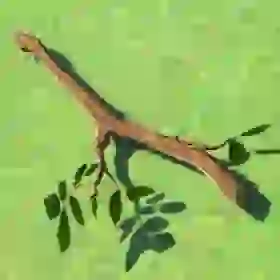 Tree Branch