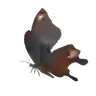Smotherwing Butterfly