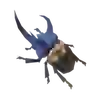 Bladed Rhino Beetle