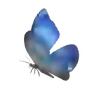 Winterwing Butterfly