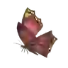 Summerwing Butterfly