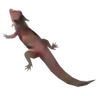 Hightail Lizard