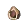 Chickaloo Tree Nut