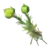 Hyrule Herb