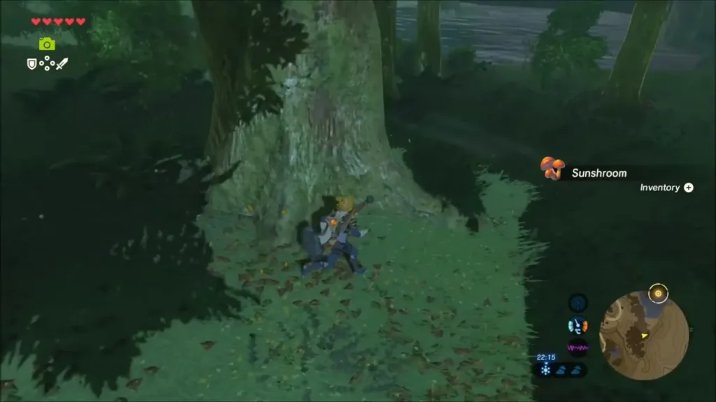 Link picking up a Sunshroom beside a tree in Retsam Forest Link picking up a Sunshroom beside a tree in Retsam Forest