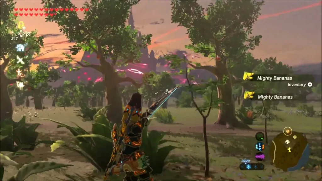 Link picking Mighty Bananas from fruit trees at sunset Link picking Mighty Bananas from fruit trees at sunset