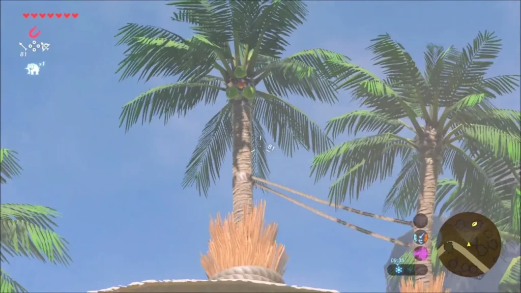 A palm tree crown with a cluster of fruit hanging near its top
