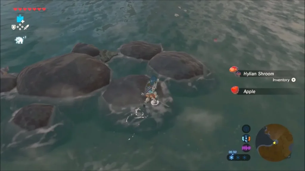 Link wading in the shallows among a cluster of sea rocks