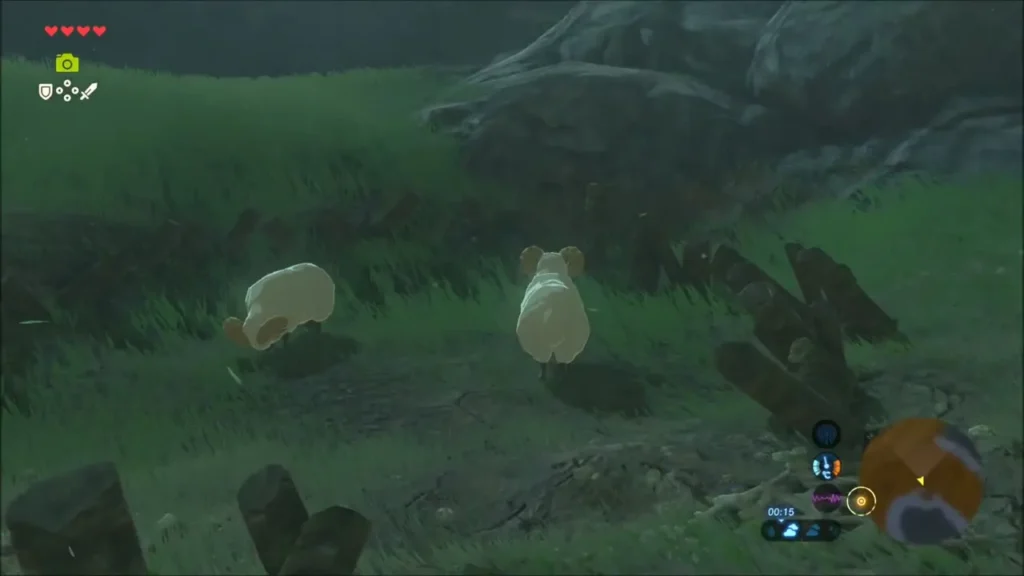 Two Highland Sheep penned inside the monster camp