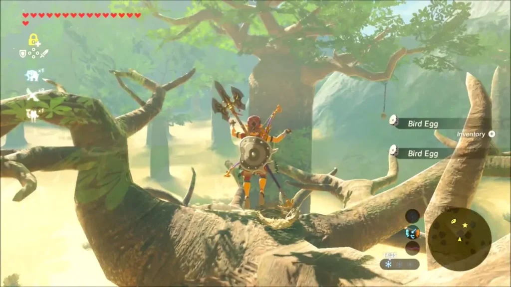 Link picking up Bird Eggs from a nest on a baobab branch Link picking up Bird Eggs from a nest on a baobab branch