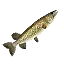 Hylian Pike