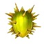 Water Fruit