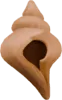 Secret Seashell