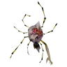 Swamp Spider House Resident