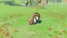 Bushy-Tailed Squirrel