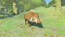 Woodland Boar