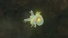 Bubbulfrog