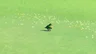 Common Sparrow