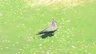 Wood Pigeon