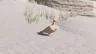 White Pigeon