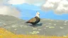 Accented Pigeon