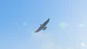 Islander Hawk