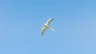Cloud Seagull