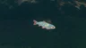 Stealthfin Trout