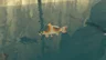 Sanke Carp