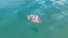 Mighty Porgy
