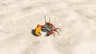 Ironshell Crab