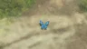 Winterwing Butterfly