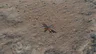 Smotherwing Butterfly