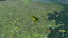 Hot-Footed Frog