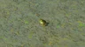 Tireless Frog