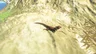 Hightail Lizard